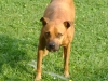 Hunde Outdoor Betreuung Stieglecker - Pitbull Terrier