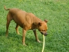 Outdoor Dog Walker Stieglecker - Terrier Dog