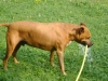 Outdoor Dog Walking Stieglecker - Terrier Photo