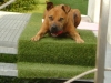 Best Pitbull Foto Stieglecker - Pitbull Terrier