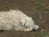 Hunde Betreuung Unterstützung Stieglecker - Irish Soft Coated Wheaten Terrier (ISCWT) / Der Irish Soft Coated Wheaten Terrier ist ein  aktiver Hund mittlerer Größe, dessen Körperbau sofort die Kraft des Hundes zeigt.