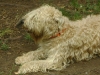 Hunde Betreuung Unterstützung Stieglecker - Irish Soft Coated Wheaten Terrier (ISCWT) / Er ist sehr menschenbezogen, anhänglich und kinderlieb.