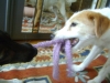 Hunde Indoor Betreuung Stieglecker - Terrier