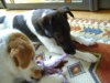 Indoor Hunde Betreuung Stieglecker - Terrier Haushunde