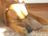 Rhodesian Ridgeback - Der Rhodesian Ridgeback ist eine alte, südafrikanische Jagdhundrasse.