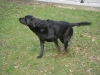 Labrador Retriever Dog - Black Labrador Retriever Dog - hassle free dog care Stieglecker Vienna Austria