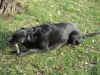 Haus Hund - Schwarzer Labrador Retriever - Stress Freies Gassi Gehen Stieglecker Wien Österreich