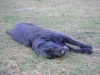 Black Canis Lupus Familiaris - Black Labrador - Local Dog Sitting Stieglecker Vienna Austria