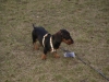 Purebred Dog Dachshund - Dog Breed Dachshund - Dog Breed Carer Stieglecker Vienna Austria