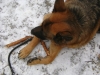 Canis Lupus Familiaris im Schnee - Haushund im Schnee - Haushunde Winter Betreuung Stieglecker Wien Österreich
