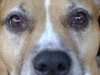 Staff Eyes - Eyes of American Staffordshire Terrier - Sitter for Dog Stieglecker Vienna Austria