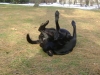 Hund liegt am Rücken - Labrador Retriever liegt am Rücken - Service für Hunde Stieglecker Wien Österreich