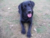 Hund beim Lachen - Lachender Labrador - Kompetente Hundebetreuer Stieglecker Wien Österreich