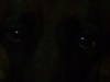 dog eyes in darkness - big shepherd dog eyes in darkness - professional dog sitter Stieglecker Vienna Austria