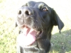 Glückliches Hundegesicht - Glückliches Labrador Gesicht - Glückliche Hunde Fotos Stieglecker Wien Österreich