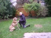 Hundebetreuung Wien - Freundschaftliche Hundeführung