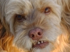 Kameradschaftliche Hundebetreuung - companionable Pet Care Vienna