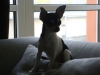Kurzhaar Chihuahua - Hunde Betreuungsservice Wien
