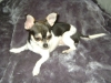 Chihuahua Weibchen - Der Chihuahua ist ein sehr kleiner Hund, dessen Gewicht entsprechend dem Standard zwischen 500 und max. 2.500 - 3.000 g liegt.