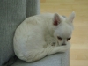 Langhaariger Chihuahua - Pelo largo, poil long, long coat