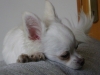 Chihuahua Rüde - Der Chihuahua ist nicht nur die kleinste Hunderasse der Welt, sondern auch eine der ältesten Hunderassen.