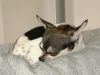 Hundebetreuung Wien - Chihuahua Kurzhaar