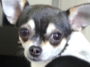 Chihuahua Dog - Apfelkopf