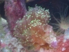 Tierbilder Galerie Stieglecker - Korallen - Als Korallen werden sessile, koloniebildende Nesseltiere bezeichnet.