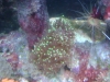 Tierbilder Galerie Stieglecker - Korallen - Korallen sind Hohltiere, die genau wie Quallen zum Stamm der Nesseltiere gehören.
