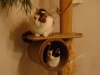 Katzen am Kratzbaum - Katzengalerie Stieglecker