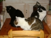 Katzengruppe - Haustier Gruppenfoto Stieglecker
