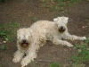 Tierbetreuer Stieglecker - Betreute Hunde / Irish Soft Coated Wheaten Terrier (ISCWT)
