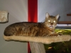 Indoor Foto Stieglecker - Bengal Katze
