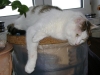 Tiersitting Foto Stieglecker - Relaxing Cat