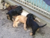 Hundewelpen betreut in Wien - Hundesitter Wien