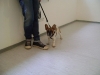 Hundebetreuung Wien - Welpenbetreuung