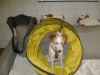 Welpentraining Fotos - Hundebetreuung Stieglecker - Welpenunterricht