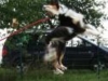 Welpentraining Fotos - Hundebetreuung Stieglecker - Welpenkurse
